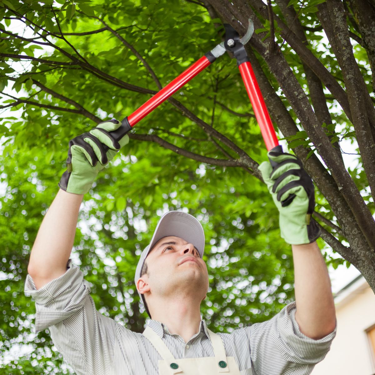 rapid-city-tree-services rapid-city-tree-services
