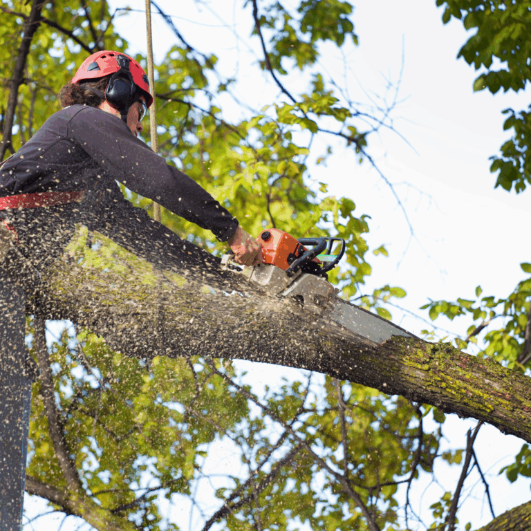 tree-removal-rapid-city