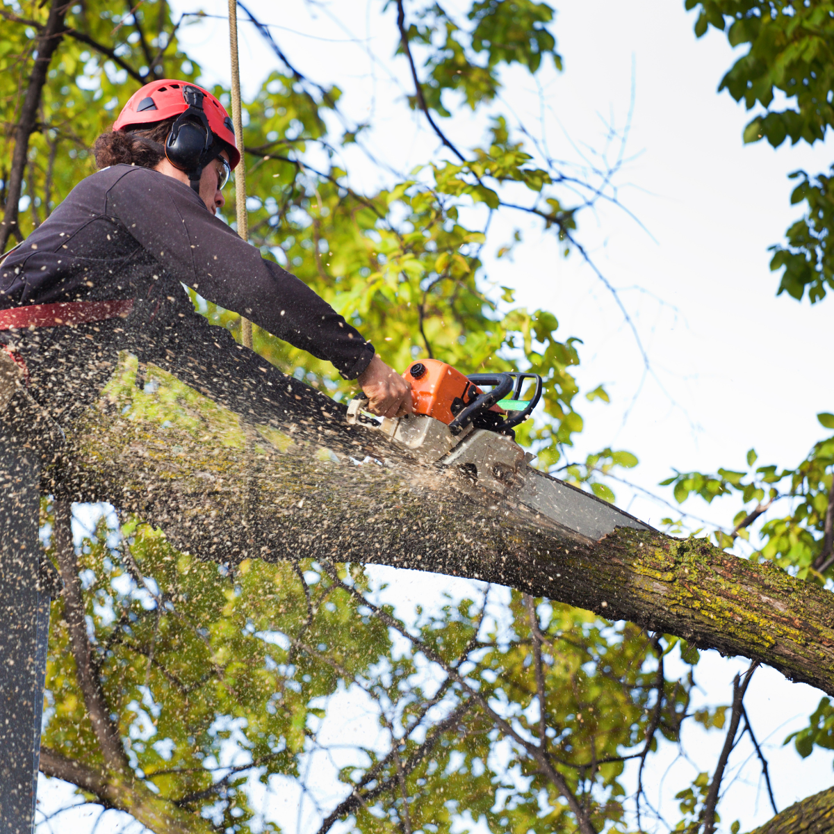 tree-removal-rapid-city tree-removal-rapid-city